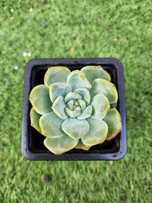 Echeveria Star Jennie (Corea)