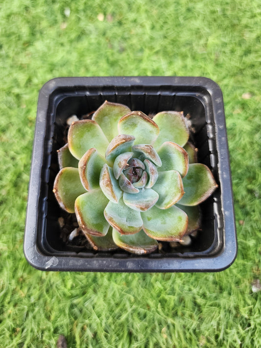 Echeveria Black Monroe (Corea)