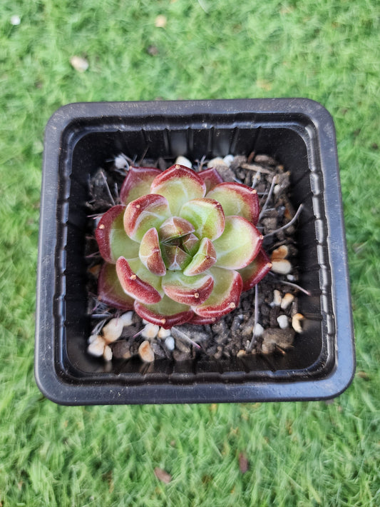 Echeveria Black Knight (Corea)