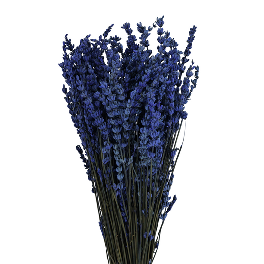 Lavanda Azul Preservada