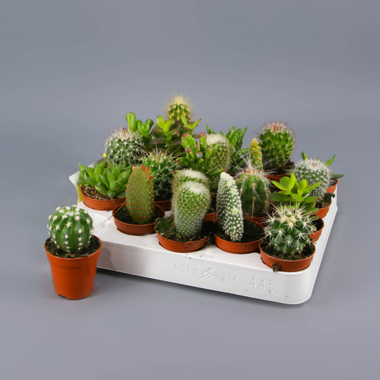 Cactus mix 5,5 (20 unidades)