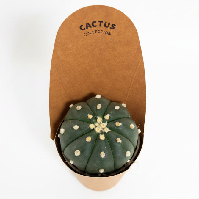 Astrophytum asterias