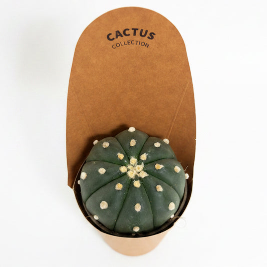 Astrophytum asterias