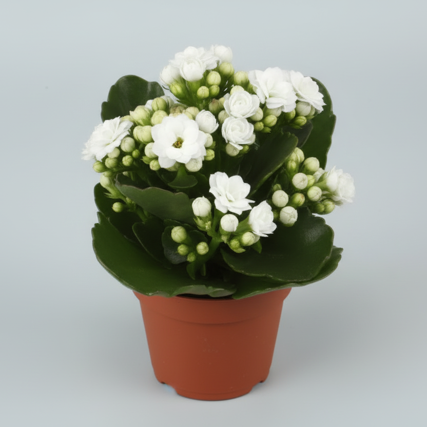Planta suculenta Kalanchoe flores blancas