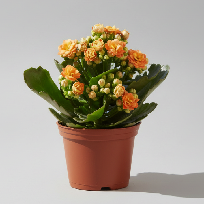 Planta Kalanchoe Rosalina en maceta