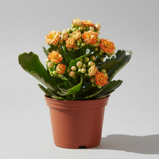 Planta Kalanchoe Rosalina en maceta
