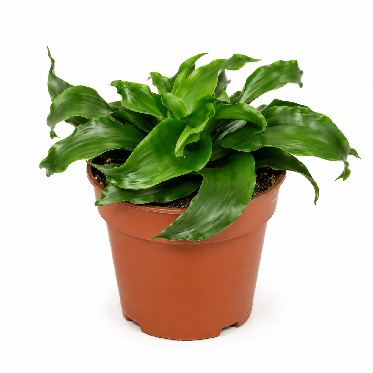 Dracaena fragrans 'Twister'