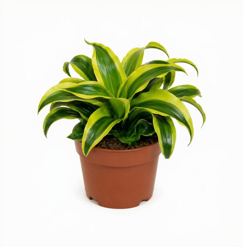 dracaena tornado lemon lime