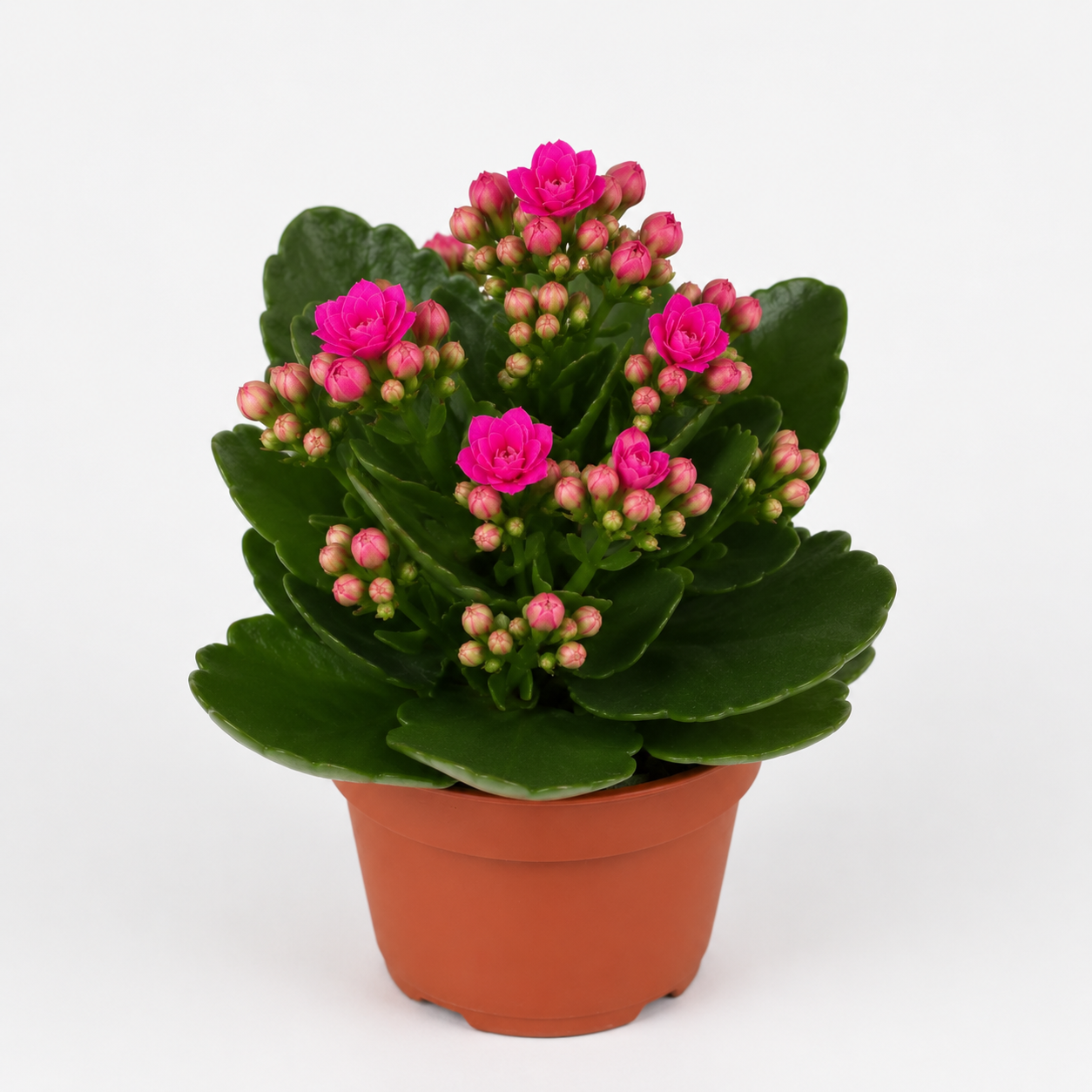 kalanchoe colores