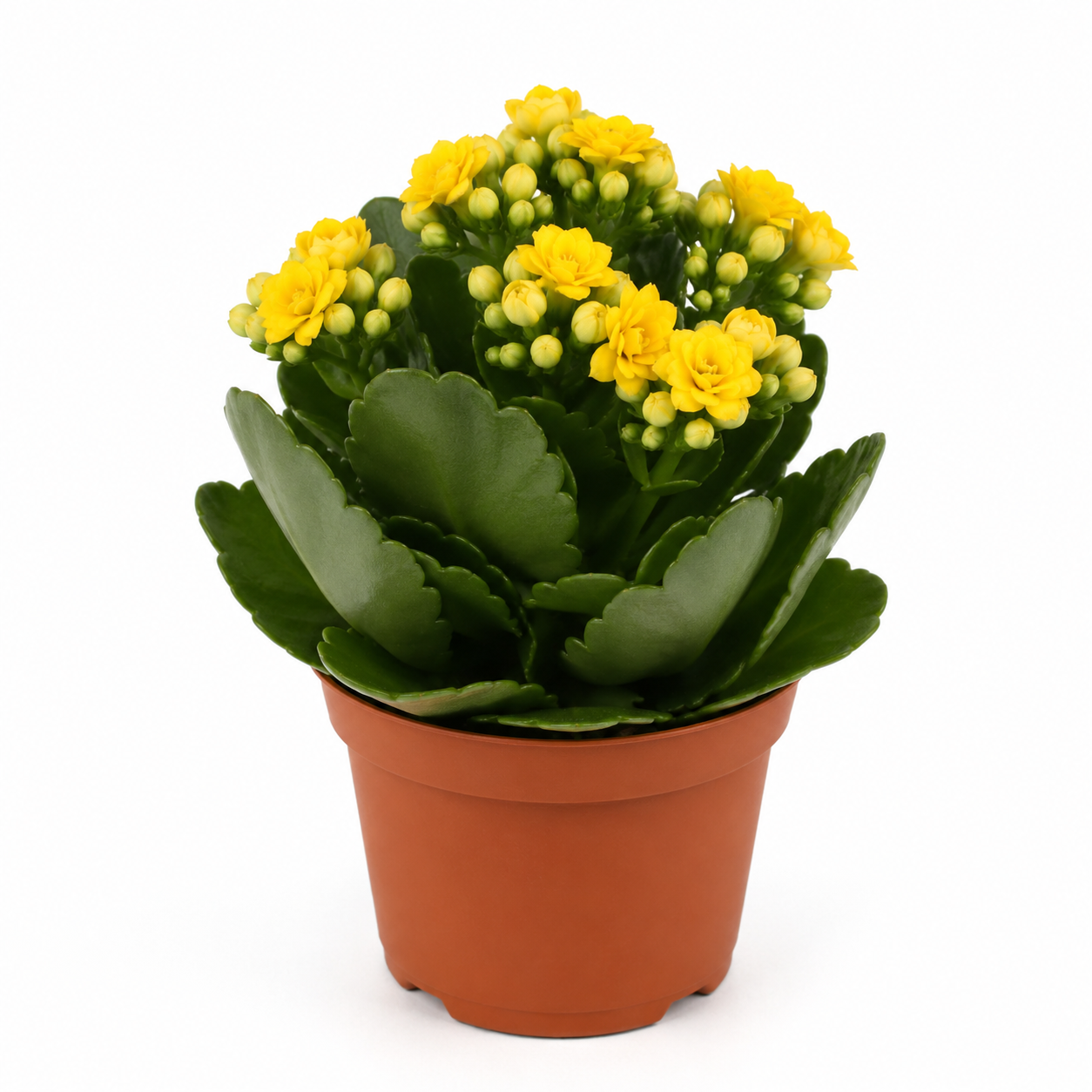 kalanchoe exterior