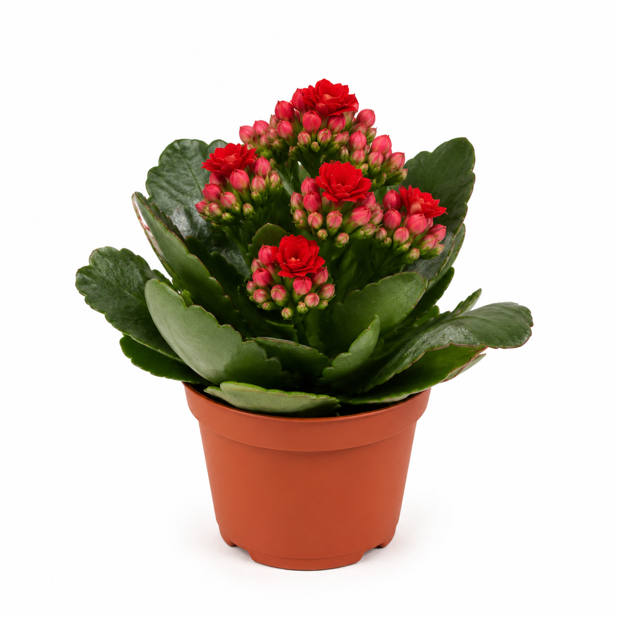 planta suculenta con flor
