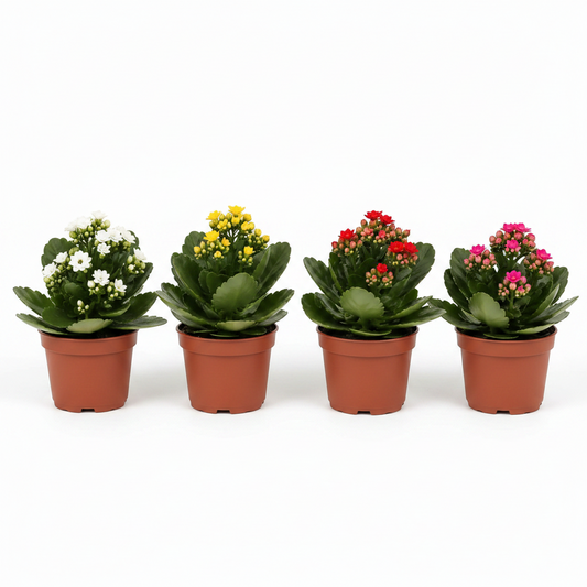kalanchoe du rosalina colors