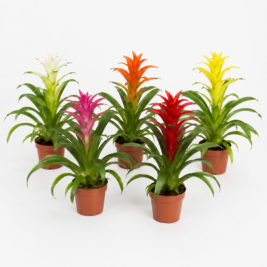bromelia guzmania