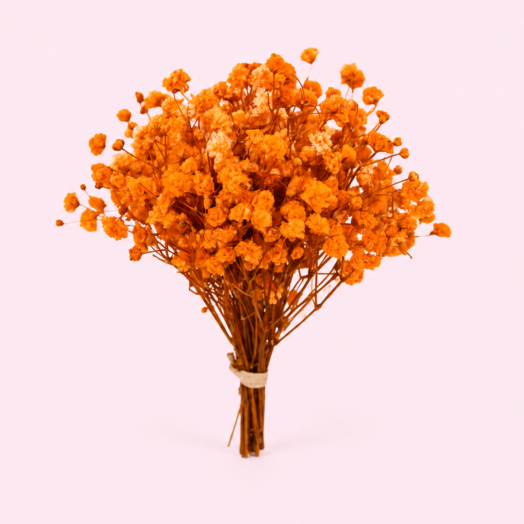 Ramilletes Paniculata Preservada Colors
