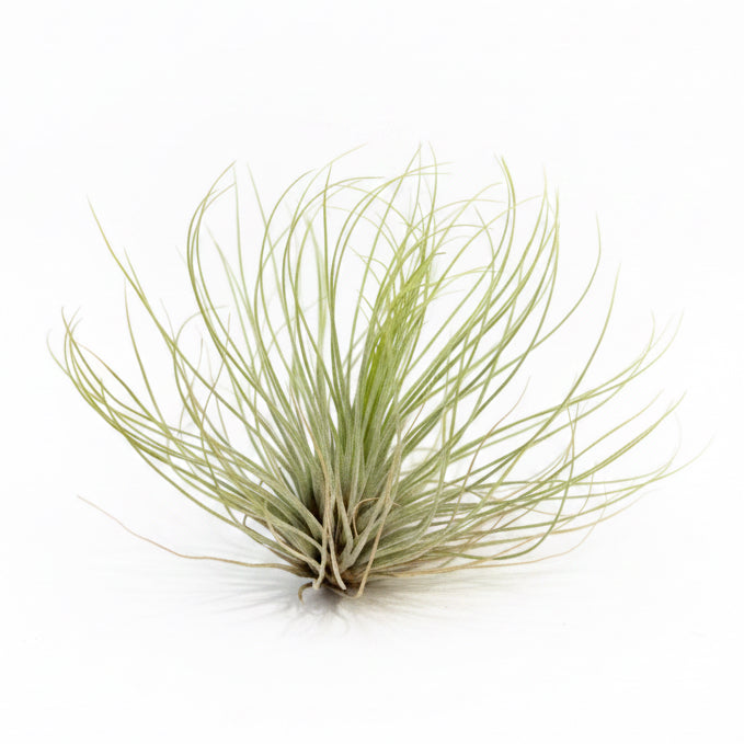 Tillandsia Fuchsii