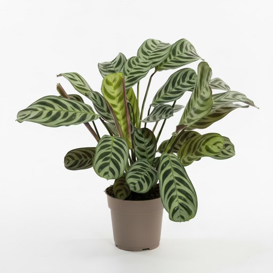 ctenanthe burle marxii