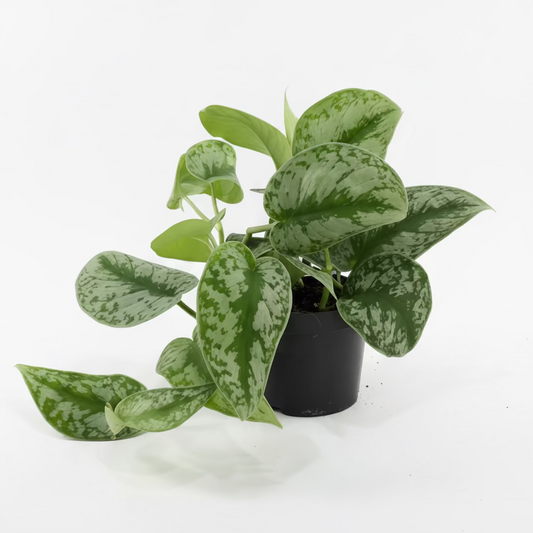 Potho Plateado (Scindapsus Pictus Trebie)
