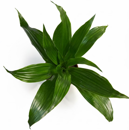 planta de interior dracaena