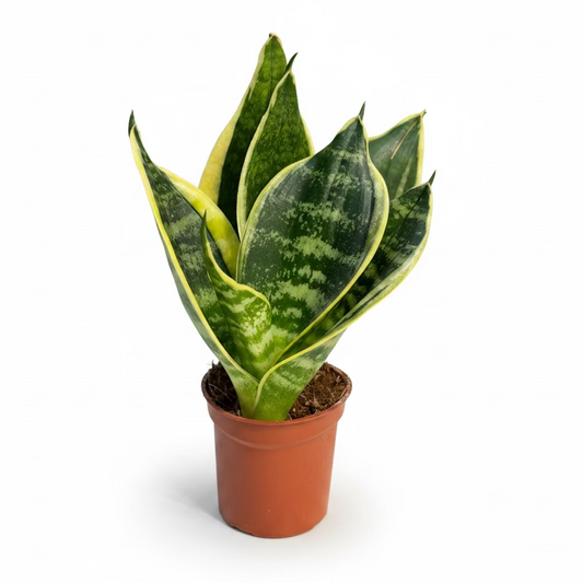 Sansevieria Mini Trifasciata Laurentii Atigrada