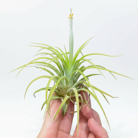 Tillandsia Ionantha Druid