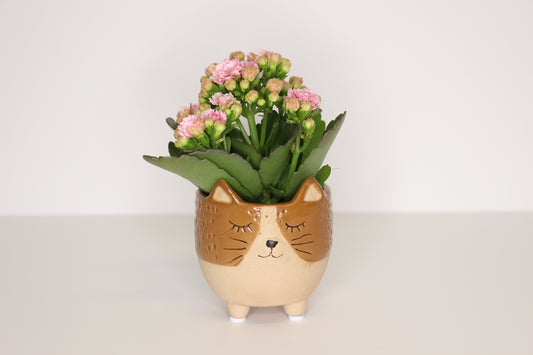 Macetero Mini Gatito