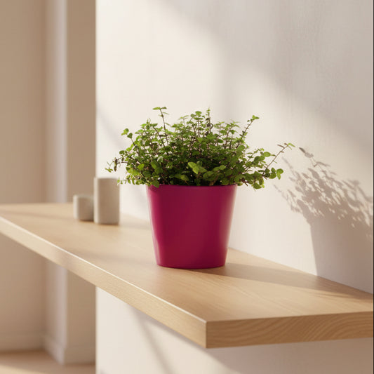 Macetero Basic Fucsia - 12,5 cm
