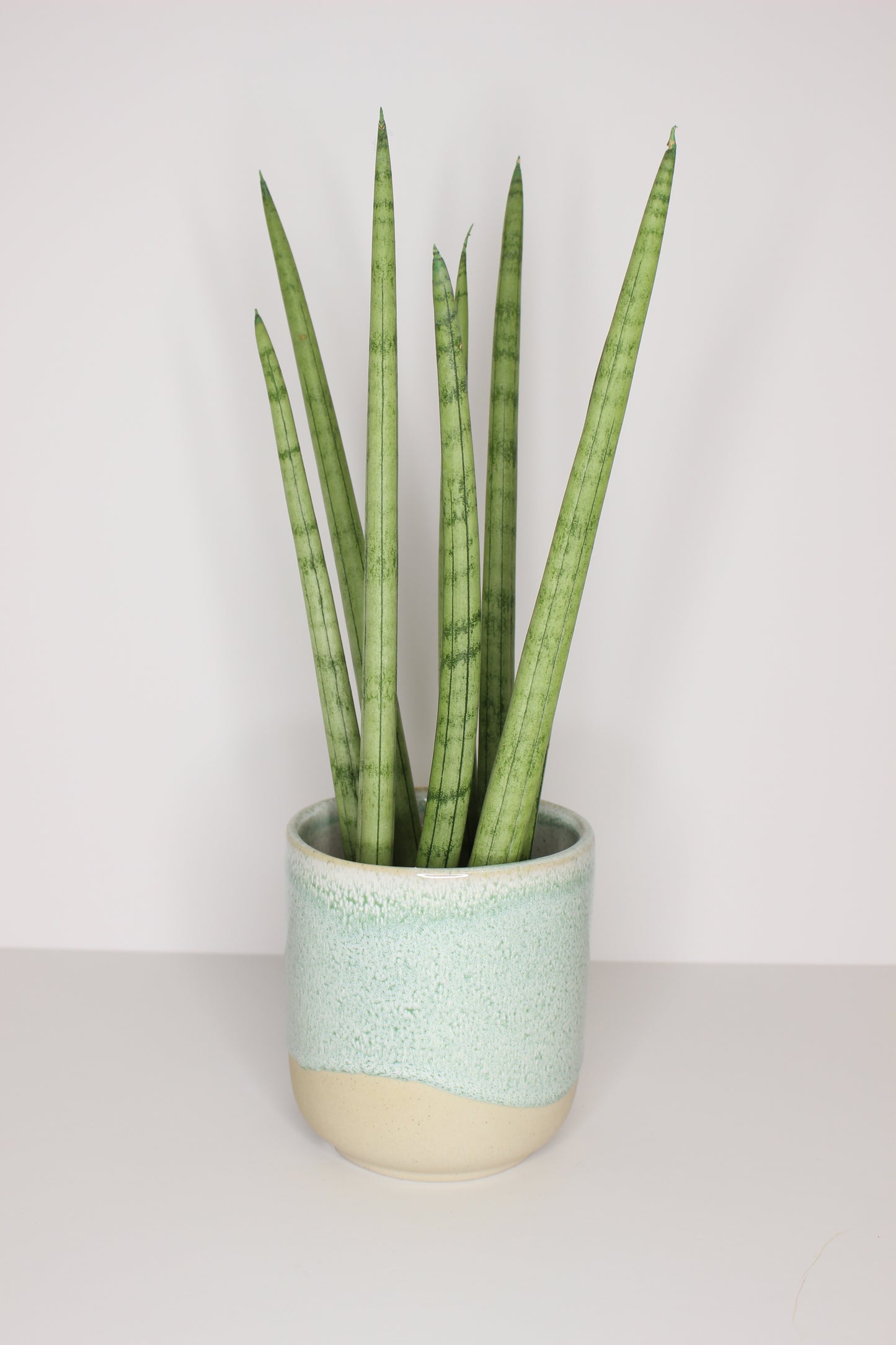 Macetero Porcelana Verde