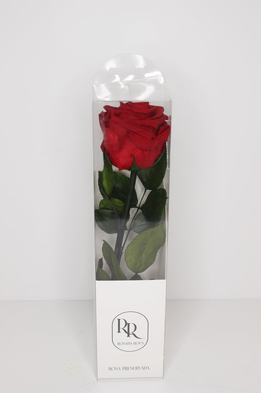 Rosa Roja M Preservada (Rosa Eterna)