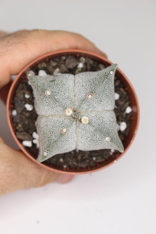 Astrophytum Myriostigma Quadricostatum