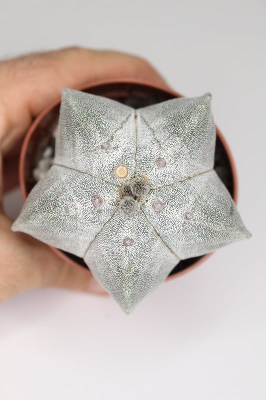 Astrophytum Myriostigma