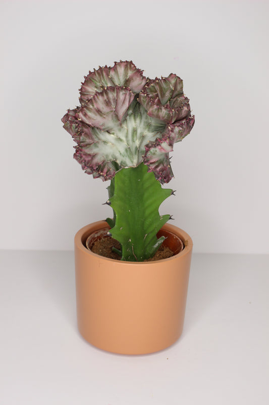 Euphorbia Lactea + Macetero