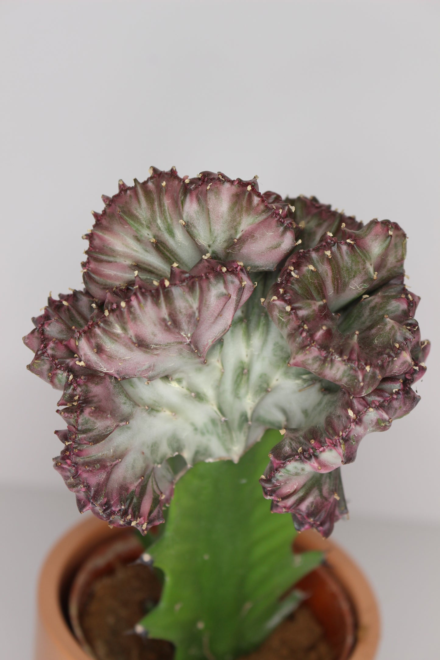 Euphorbia Lactea + Macetero