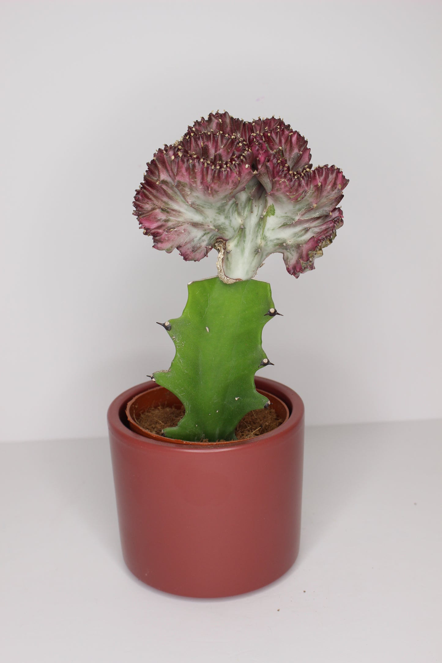 Euphorbia Lactea + Macetero