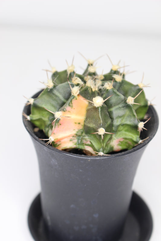 Gymnocalycium Variegata (ejemplar)