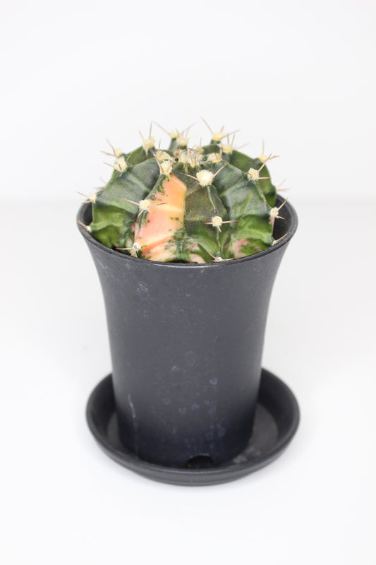 Gymnocalycium Variegata (ejemplar)