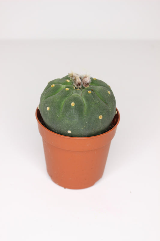 Matucana Madisoniorum