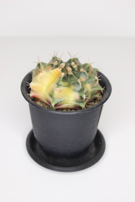 Gymnocalycium Variegata (ejemplar)