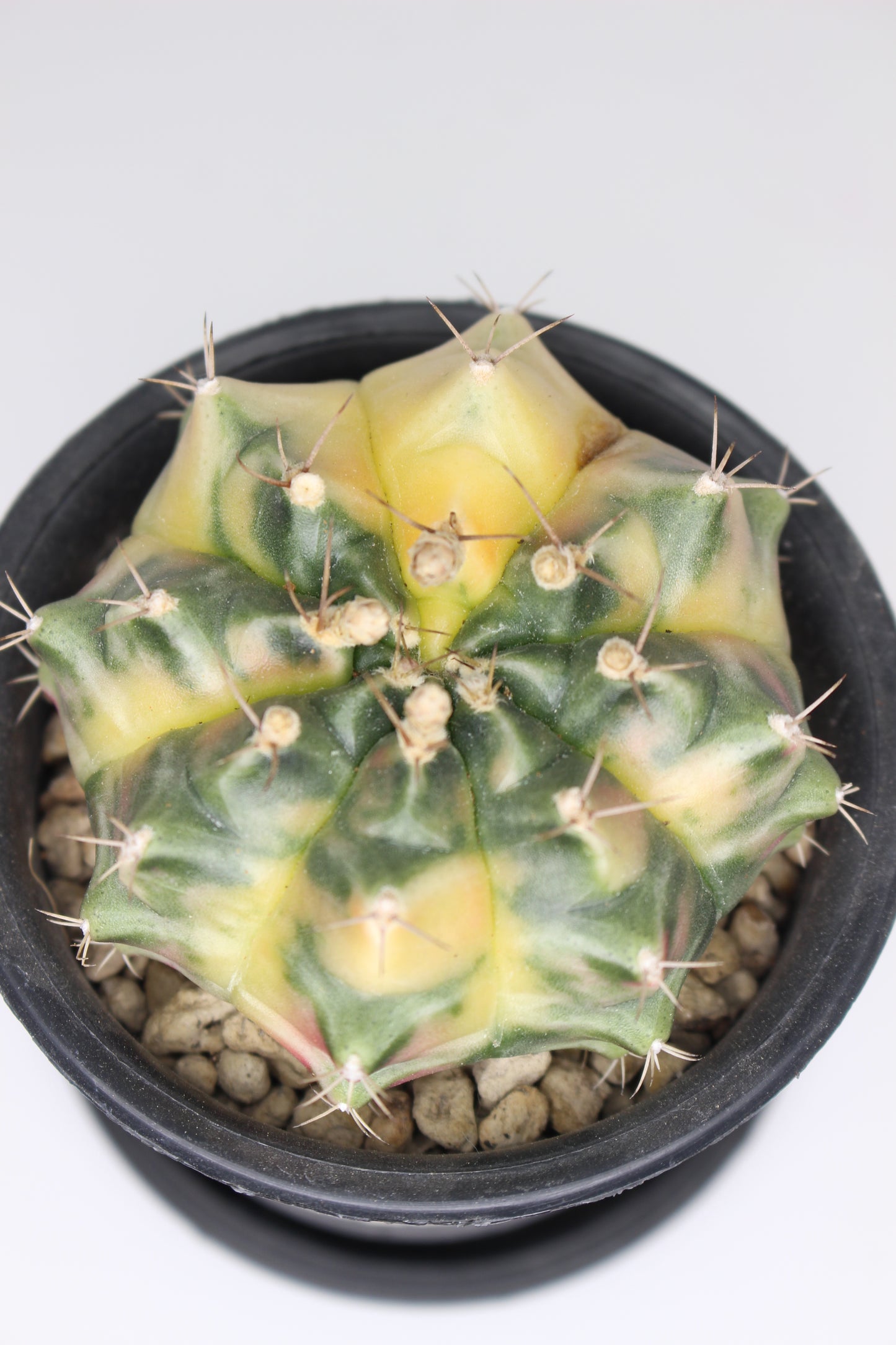 Gymnocalycium Variegata (ejemplar)