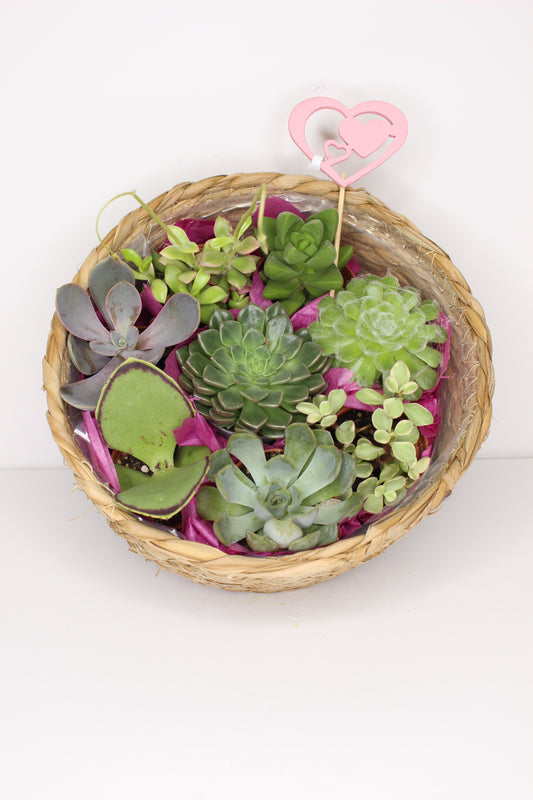 Cesta Suculentas Regalo