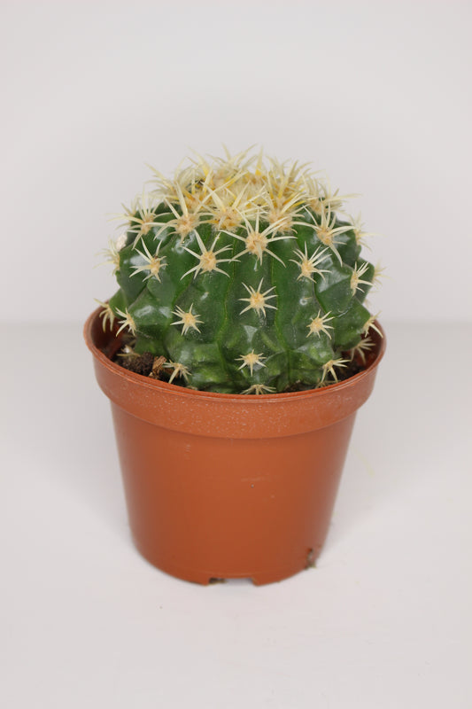 Echinocactus Grusonii