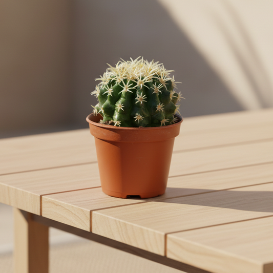cactus-interior