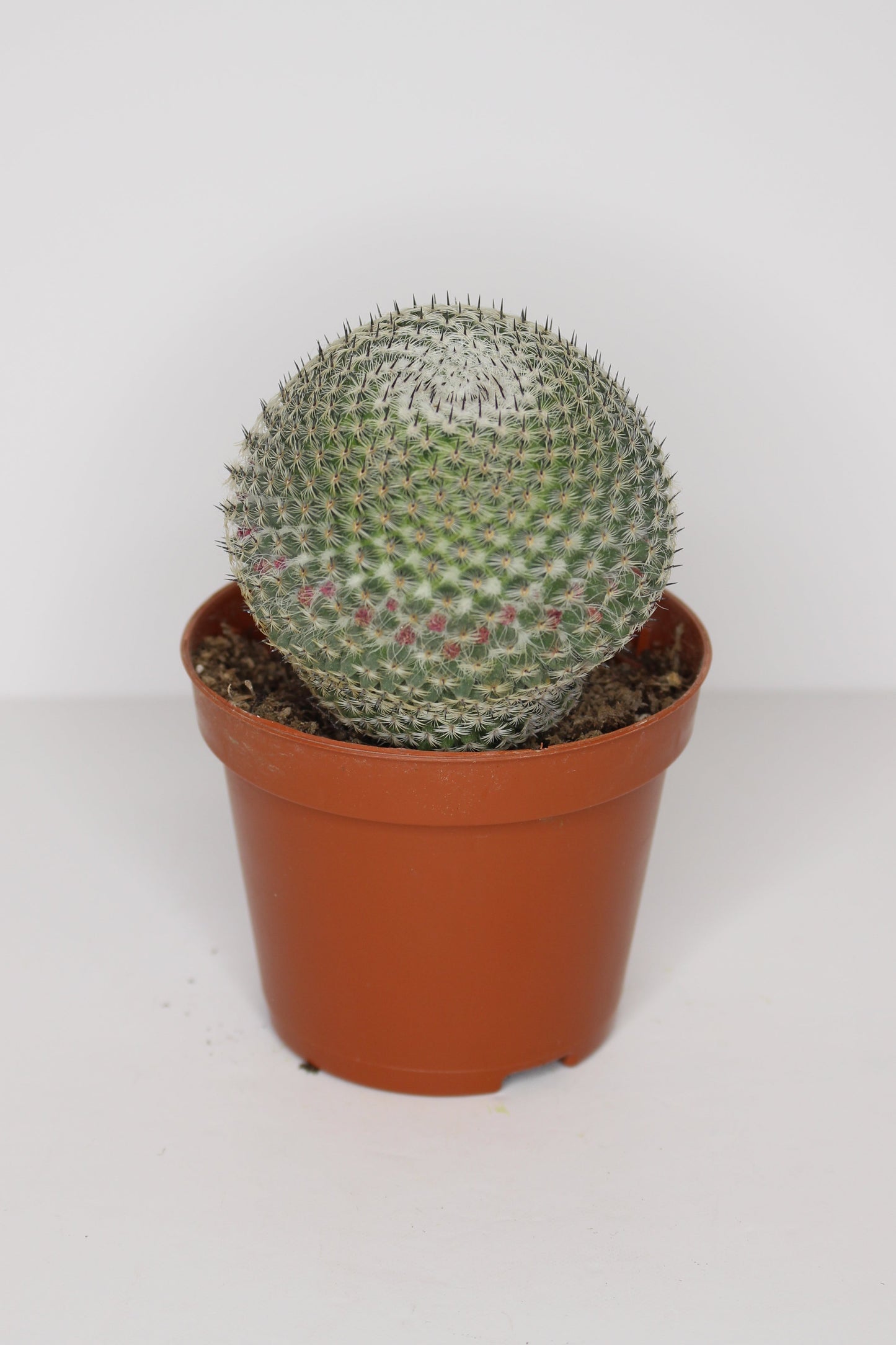 Mammillaria
