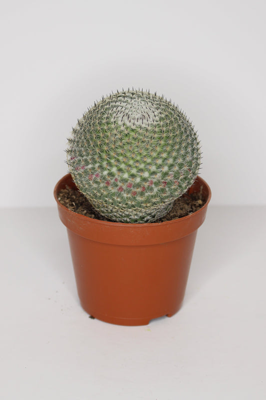 Mammillaria