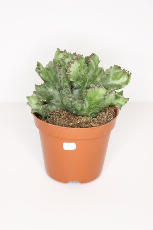 Euphorbia Lactea Cristata