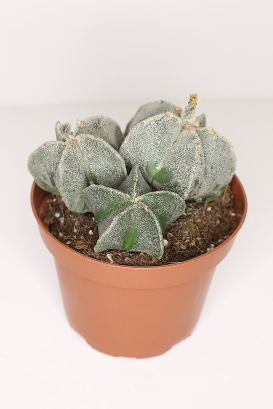 Astrophytum Myriostigma (ejemplar)