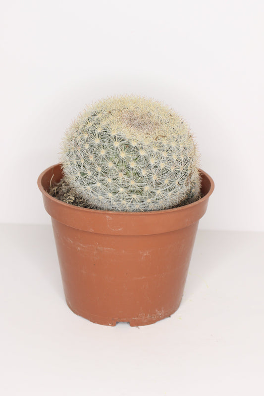 Mammillaria Candida