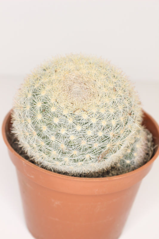 Mammillaria Candida