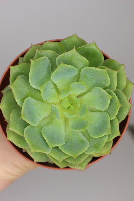 Echeveria imbricata