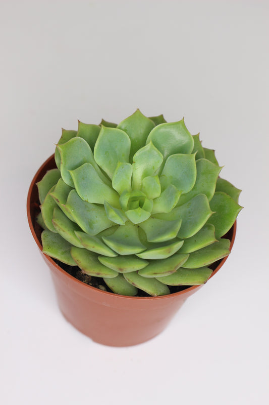 Echeveria imbricata