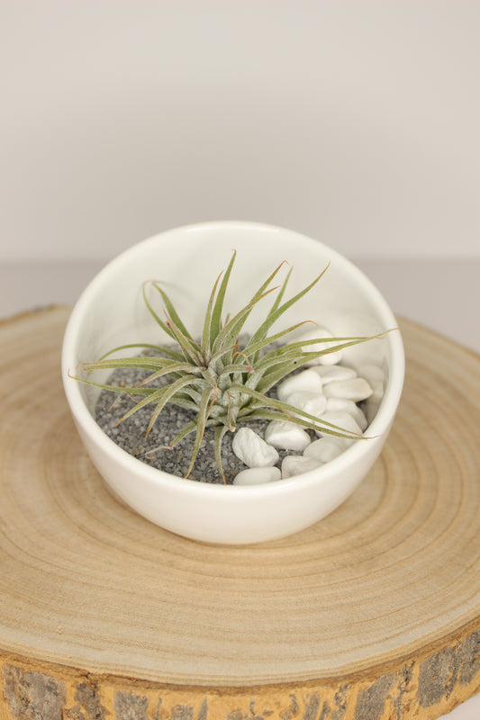 Tillandsia Terrario Cerámica